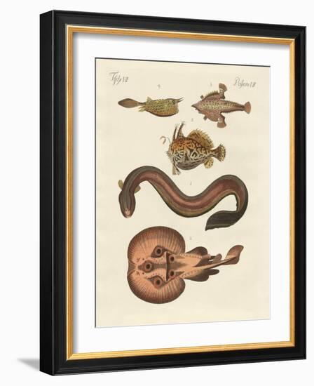 Wonderful Fish-null-Framed Giclee Print