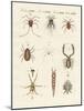 Wonderful Insects-null-Mounted Giclee Print