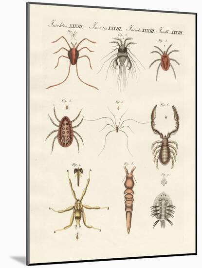 Wonderful Insects-null-Mounted Giclee Print