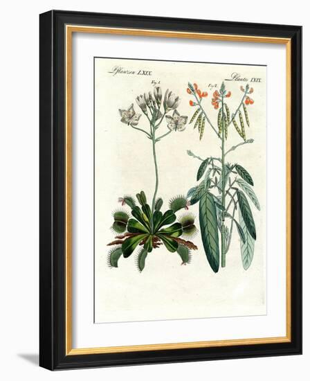 Wonderful Plants-null-Framed Giclee Print
