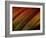 Wonders of Nature-Doug Chinnery-Framed Photographic Print