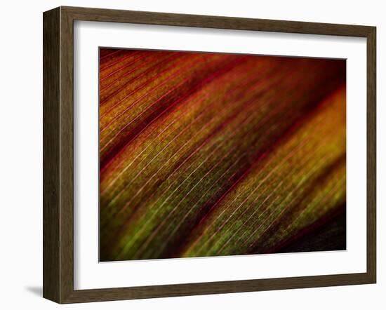 Wonders of Nature-Doug Chinnery-Framed Photographic Print