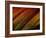 Wonders of Nature-Doug Chinnery-Framed Photographic Print