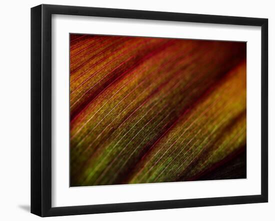 Wonders of Nature-Doug Chinnery-Framed Photographic Print