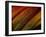 Wonders of Nature-Doug Chinnery-Framed Photographic Print