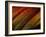 Wonders of Nature-Doug Chinnery-Framed Photographic Print