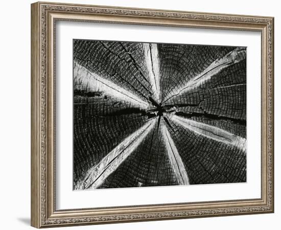 Wood, 1972-Brett Weston-Framed Photographic Print