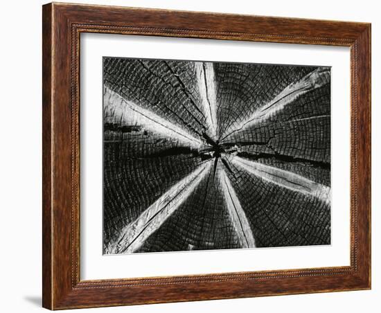 Wood, 1972-Brett Weston-Framed Photographic Print