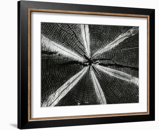 Wood, 1972-Brett Weston-Framed Photographic Print