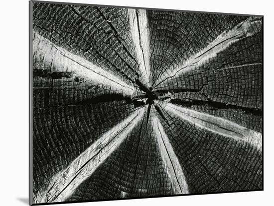 Wood, 1972-Brett Weston-Mounted Photographic Print