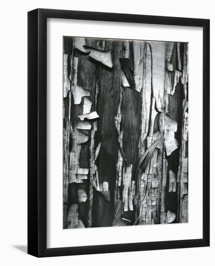 Wood and Cracked Paint, c. 1975-Brett Weston-Framed Photographic Print