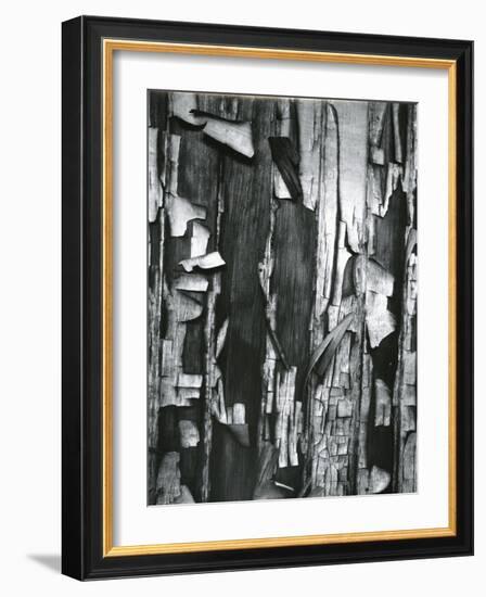 Wood and Cracked Paint, c. 1975-Brett Weston-Framed Photographic Print