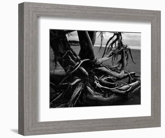 Wood and Sand, Alaska, c. 1970-Brett Weston-Framed Photographic Print