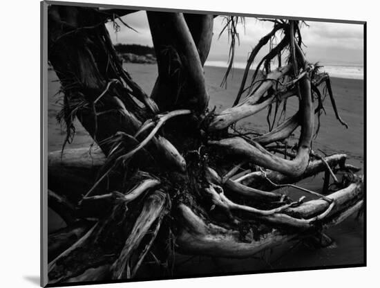 Wood and Sand, Alaska, c. 1970-Brett Weston-Mounted Photographic Print