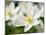 Wood Anemone (Anemone Nemorosa)-Adrian Bicker-Mounted Photographic Print