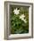 Wood Anemone (Anemone Nemorosa)-Bob Gibbons-Framed Photographic Print