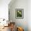 Wood Anemone (Anemone Nemorosa)-Bob Gibbons-Framed Photographic Print displayed on a wall