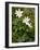 Wood Anemone (Anemone Nemorosa)-Bob Gibbons-Framed Photographic Print