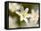 Wood Anemone, Devon, UK-Ross Hoddinott-Framed Premier Image Canvas