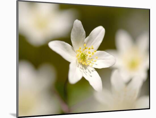 Wood Anemone, Devon, UK-Ross Hoddinott-Mounted Photographic Print