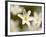 Wood Anemone, Devon, UK-Ross Hoddinott-Framed Photographic Print