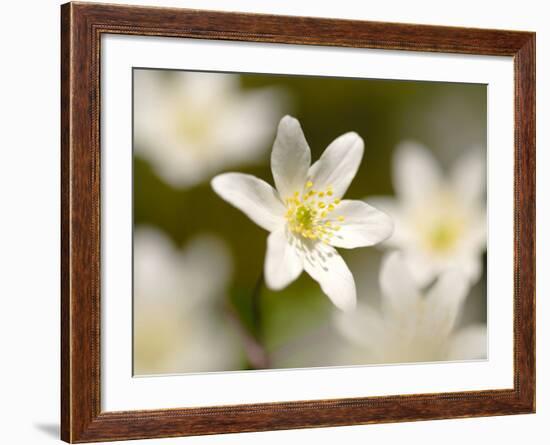 Wood Anemone, Devon, UK-Ross Hoddinott-Framed Photographic Print