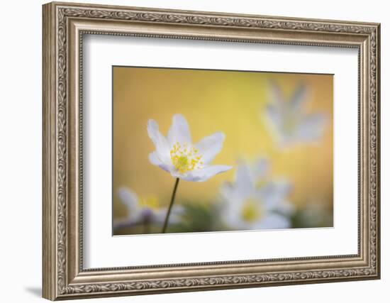 Wood anemone flower (Anemone nemorosa) Devon, UK. April.-Ross Hoddinott-Framed Photographic Print