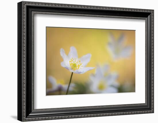 Wood anemone flower (Anemone nemorosa) Devon, UK. April.-Ross Hoddinott-Framed Photographic Print