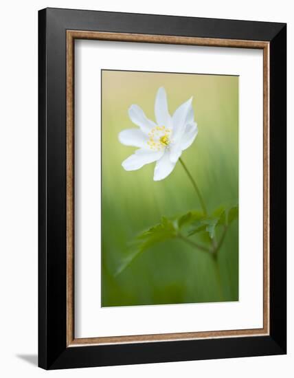 Wood anemone flower, Halsdon woodland, Devon, England-Ross Hoddinott-Framed Photographic Print