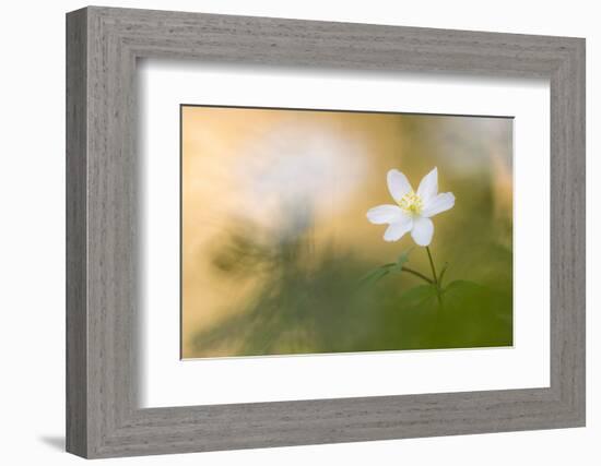 Wood anemone flower, RHS Rosemoor,, Devon, UK. April 2017.-Ross Hoddinott-Framed Photographic Print