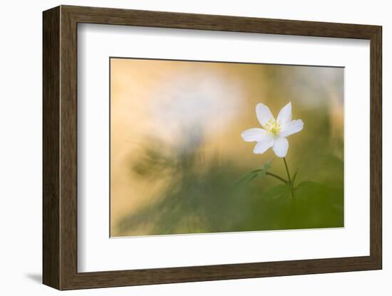 Wood anemone flower, RHS Rosemoor,, Devon, UK. April 2017.-Ross Hoddinott-Framed Photographic Print