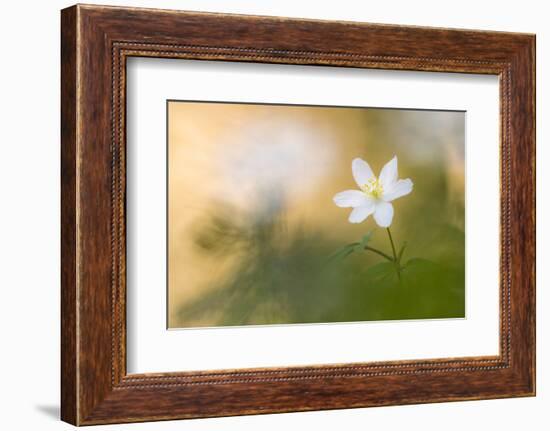 Wood anemone flower, RHS Rosemoor,, Devon, UK. April 2017.-Ross Hoddinott-Framed Photographic Print