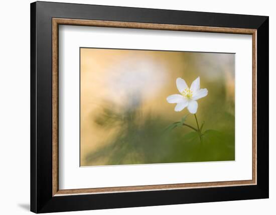 Wood anemone flower, RHS Rosemoor,, Devon, UK. April 2017.-Ross Hoddinott-Framed Photographic Print