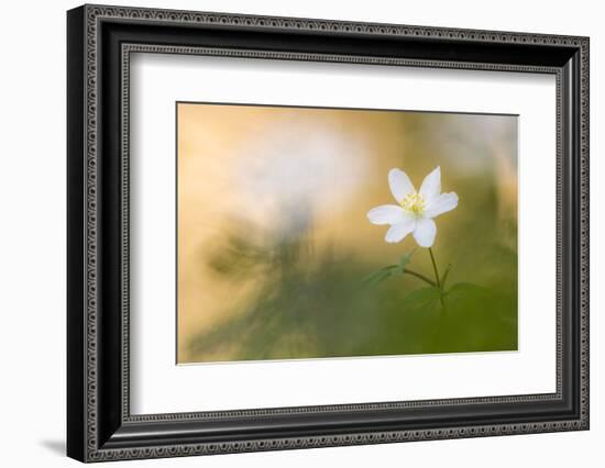 Wood anemone flower, RHS Rosemoor,, Devon, UK. April 2017.-Ross Hoddinott-Framed Photographic Print