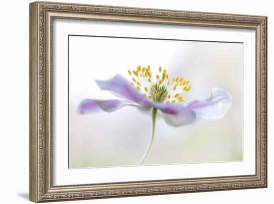 Wood Anemone-Mandy Disher-Framed Giclee Print