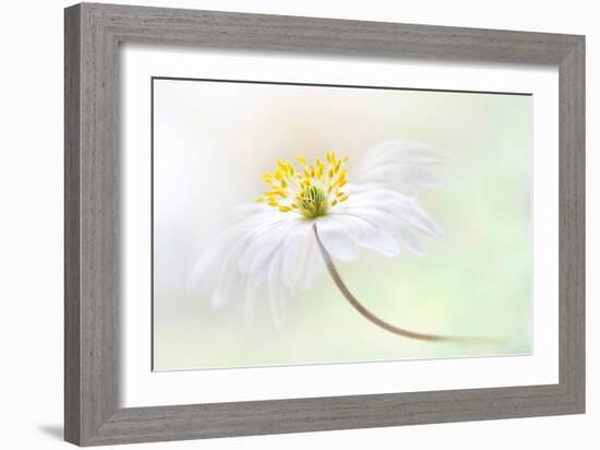 Wood Anemone-Jacky Parker-Framed Giclee Print