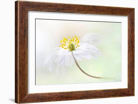 Wood Anemone-Jacky Parker-Framed Giclee Print