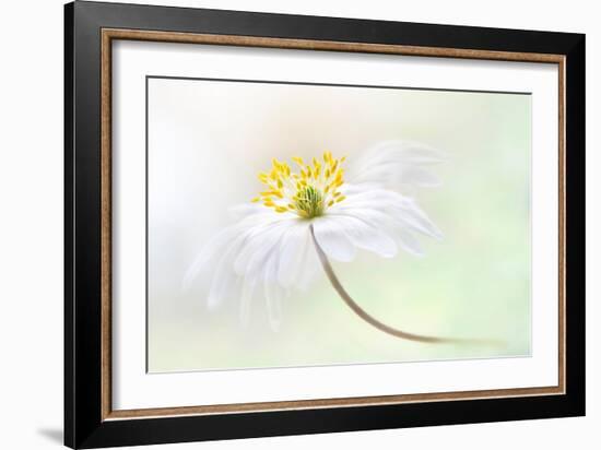 Wood Anemone-Jacky Parker-Framed Giclee Print