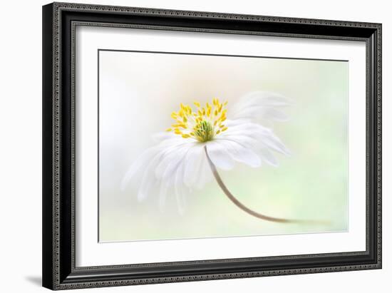 Wood Anemone-Jacky Parker-Framed Giclee Print