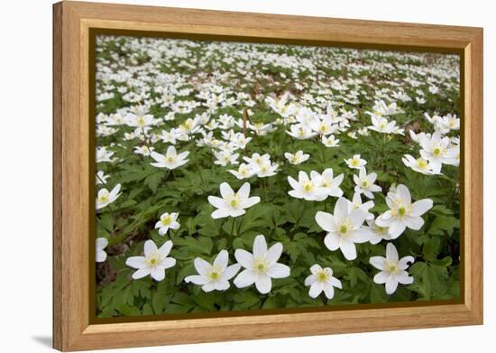 Wood Anemones (Anemone Nemorosa) Growing in Profusion on Woodland Floor, Scotland, UK, May 2010-Mark Hamblin-Framed Premier Image Canvas