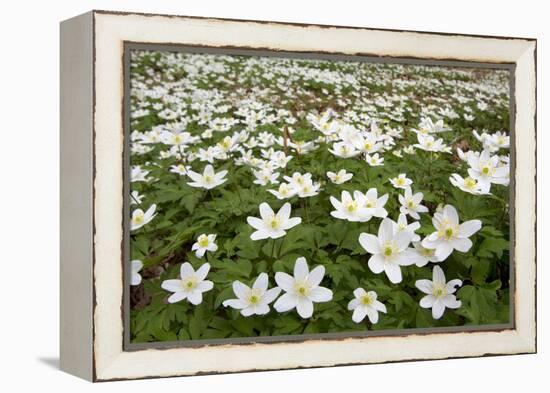 Wood Anemones (Anemone Nemorosa) Growing in Profusion on Woodland Floor, Scotland, UK, May 2010-Mark Hamblin-Framed Premier Image Canvas