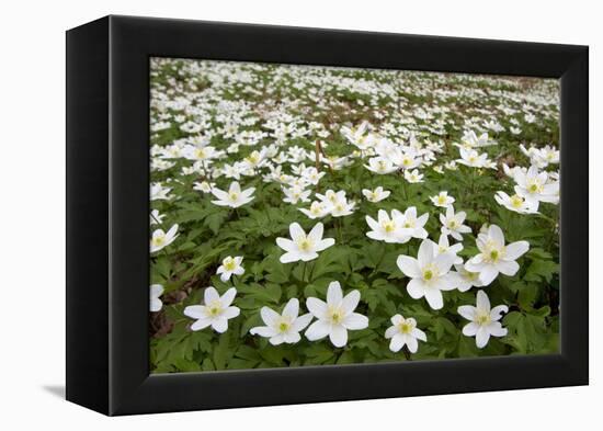 Wood Anemones (Anemone Nemorosa) Growing in Profusion on Woodland Floor, Scotland, UK, May 2010-Mark Hamblin-Framed Premier Image Canvas