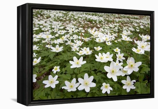 Wood Anemones (Anemone Nemorosa) Growing in Profusion on Woodland Floor, Scotland, UK, May 2010-Mark Hamblin-Framed Premier Image Canvas