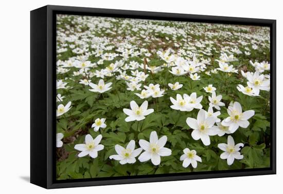 Wood Anemones (Anemone Nemorosa) Growing in Profusion on Woodland Floor, Scotland, UK, May 2010-Mark Hamblin-Framed Premier Image Canvas