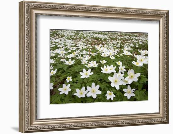 Wood Anemones (Anemone Nemorosa) Growing in Profusion on Woodland Floor, Scotland, UK, May 2010-Mark Hamblin-Framed Photographic Print