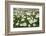 Wood Anemones (Anemone Nemorosa) Growing in Profusion on Woodland Floor, Scotland, UK, May 2010-Mark Hamblin-Framed Photographic Print