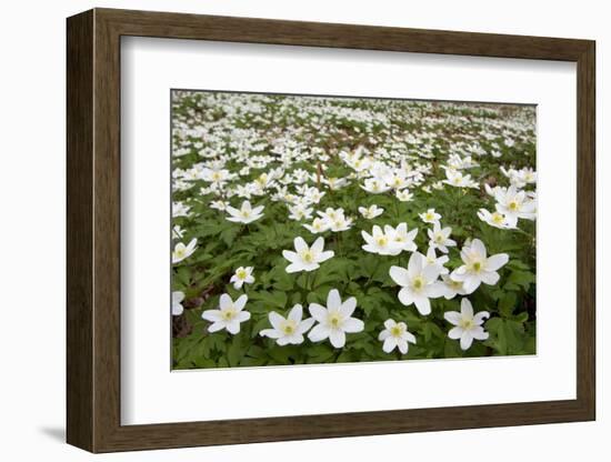 Wood Anemones (Anemone Nemorosa) Growing in Profusion on Woodland Floor, Scotland, UK, May 2010-Mark Hamblin-Framed Photographic Print