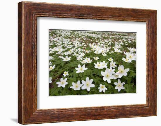 Wood Anemones (Anemone Nemorosa) Growing in Profusion on Woodland Floor, Scotland, UK, May 2010-Mark Hamblin-Framed Photographic Print