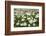 Wood Anemones (Anemone Nemorosa) Growing in Profusion on Woodland Floor, Scotland, UK, May 2010-Mark Hamblin-Framed Photographic Print