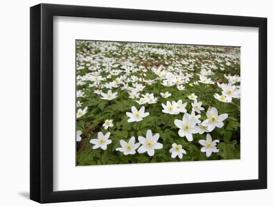 Wood Anemones (Anemone Nemorosa) Growing in Profusion on Woodland Floor, Scotland, UK, May 2010-Mark Hamblin-Framed Photographic Print